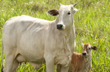 Planejamento de parto ideal para a saúde financeira do negócio de gado de corte