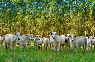 Integração Lavoura Pecuária Floresta – Uma alternativa para uma pecuária sustentável