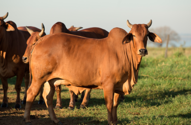 Criação de gado bovino no Brasil tem tradição na região Nordeste