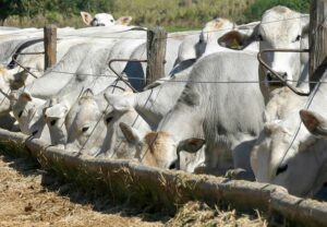 Principais orientações de manejo para gado de corte 