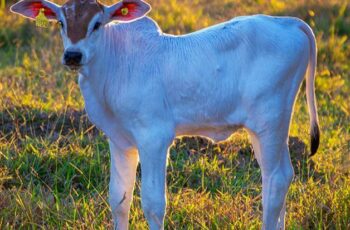 Recria é um dos sistemas de produção de gado de corte