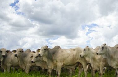 Região Centro-Oeste concentra a maior parte (34,4%) do rebanho bovino nacional
