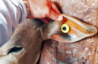 Rastreabilidade Bovina: As 10 Dúvidas Mais Comuns entre Pecuaristas