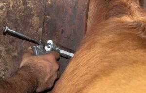 Aplicação de vacinas em bovinos exige cuidado