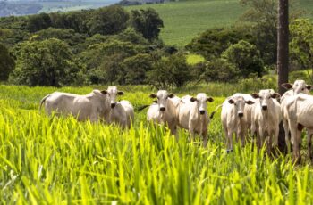 Pastejo rotacionado ajuda a aproveitar as áreas de pastagem na fazenda