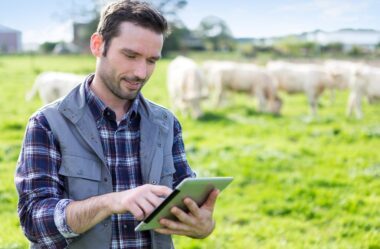 Planejamento e gestão assertiva em fazendas de gado de corte