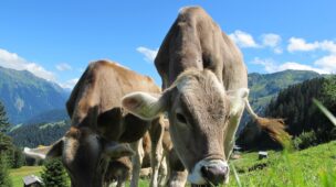 Escolha a forragem de acordo com o clima da região da fazenda de gado de corte