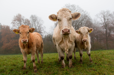 A importância da vacinação contra IBR e BVD em bovinos de corte