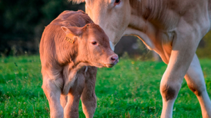 Desvantagens da inseminação artificial em bovinos