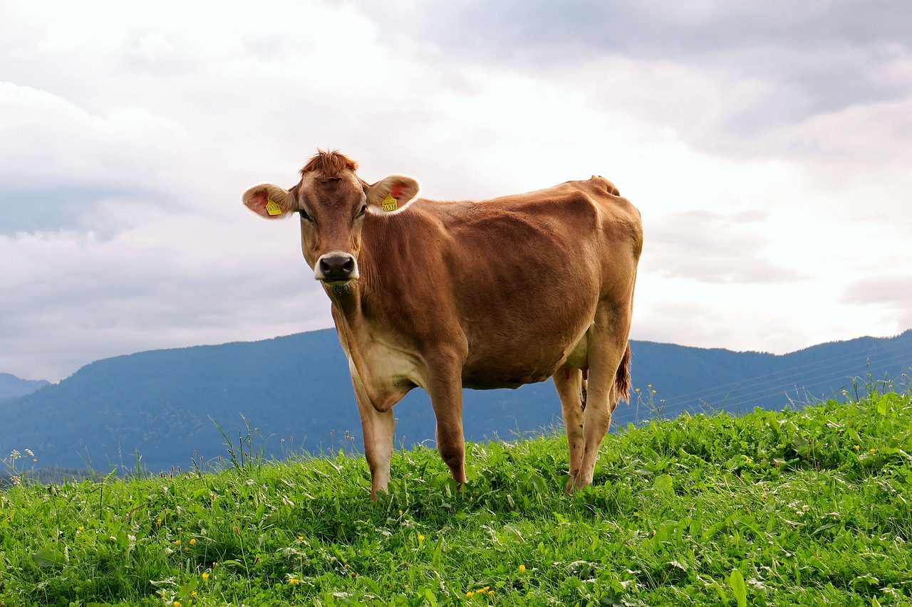 Você sabe quais são as vacinas recomendadas para bovinos?