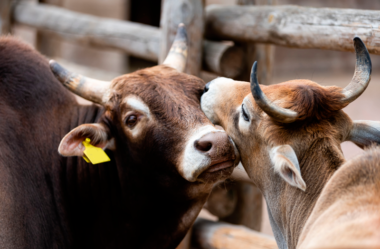 A importância das vacinas para garantir a saúde dos bovinos de corte!
