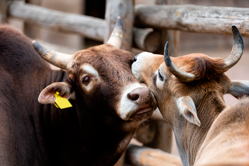 a importância das vacinas em bovinos