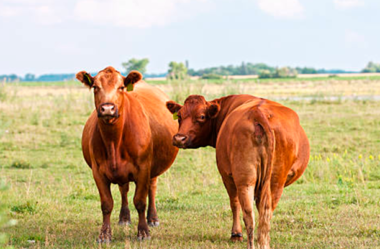 Diagnóstico de Gestação e eficiência reprodutiva do gado de corte