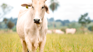 Como a tecnologia ajuda na reprodução de bovinos de corte