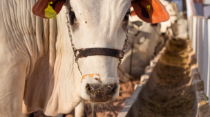 Até que ponto é saudável a suplementação com ureia para o gado de corte?
