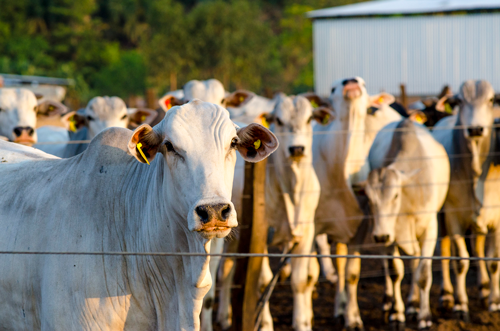 Como evitar o estresse do gado durante a pesagem?