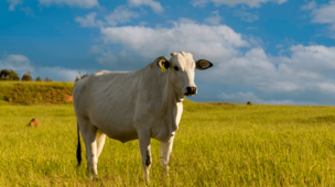 Pecuária de Precisão: Como crescer junto com as projeções do mercado de carne?